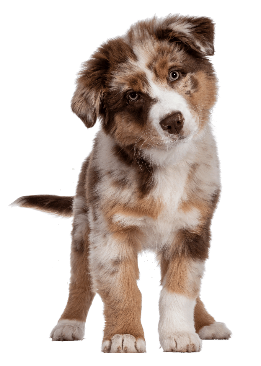 hundeschule bad oldesloe